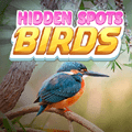 Hidden Spots - Birds